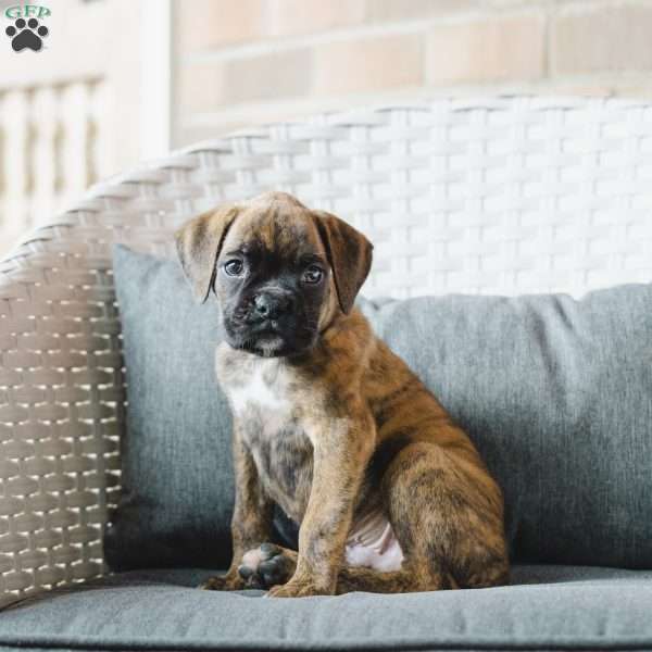 Sport, Boxer Puppy